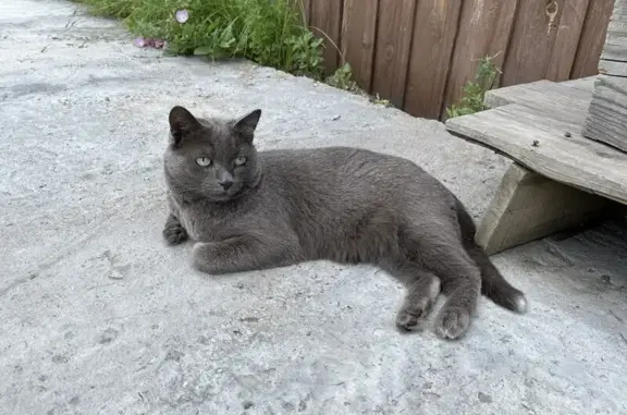 Кошки потеряшки, Эрхирик, фото: Потеряшка кошка, ул. Гагарина, Эрхирик