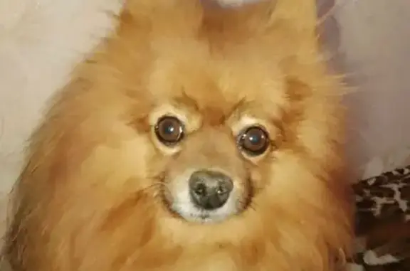 Собаки потеряшки, Вологодская область, фото: Потеряшка рыжий шпиц в д. Захарово, Вологда