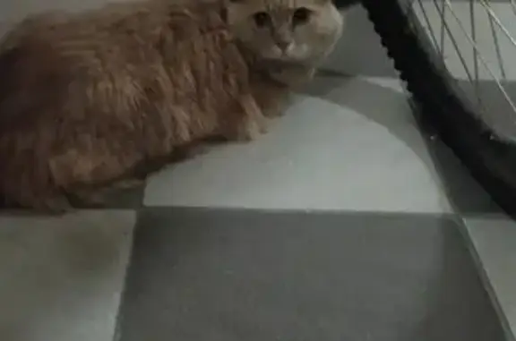 Кошка найдена: ул. Героев-Разведчиков, 23/1