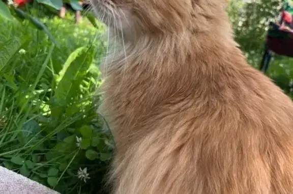 Пропала кошка, Кимры