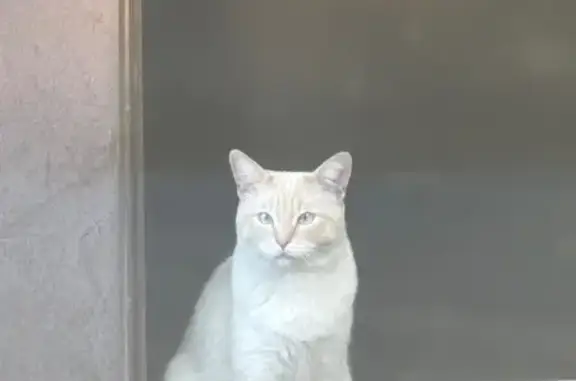 Найдена кошка, Рыбинск, фото: Найдена кошка, ул. Черепанова 1, Рыбинск