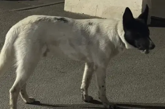 Собака найдена: Творческая ул, 7, Ростов-на-Дону