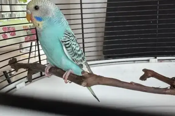 Пропал попугай на ул. Билибина, Калининград