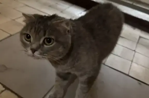 Найдена кошка, Севанская ул, д.56к2