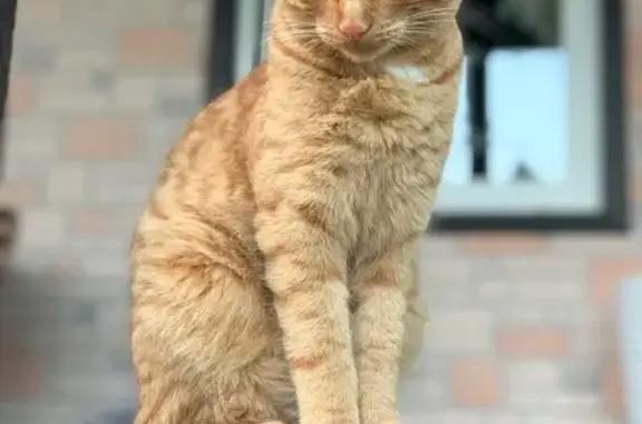 Пропала кошка