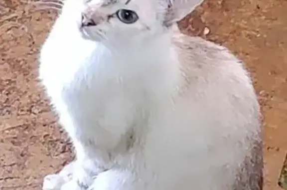 Кошки потеряшки, Железногорск, фото: Потеряшка белая кошка, Ленинградский 31