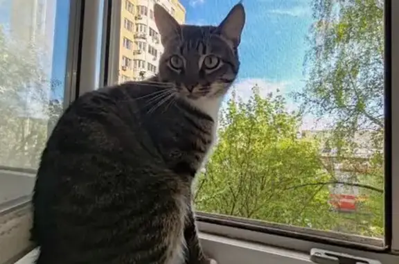 Пропала кошка, Ореховый бул., 31, Москва