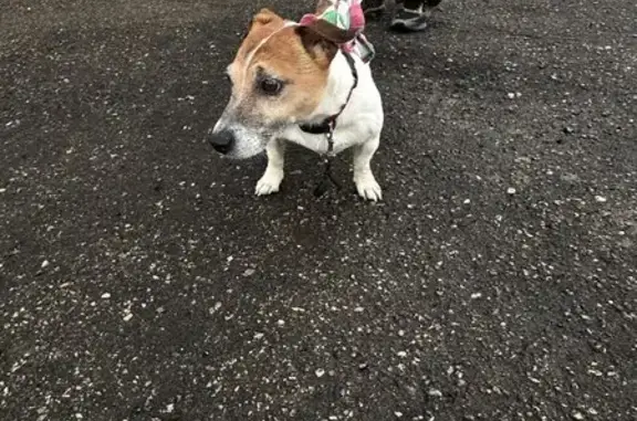 Найдена собака в Новинках, у школы