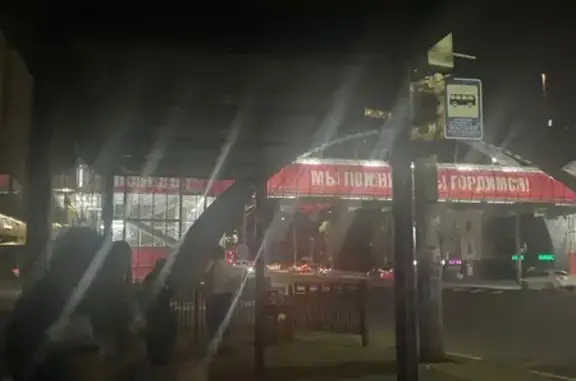 Найдена собака, Воронеж, фото: Найдена собака у автовокзала, Воронеж