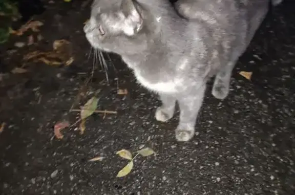 Кошка найдена: Тонкинская ул, 8, Н. Новгород