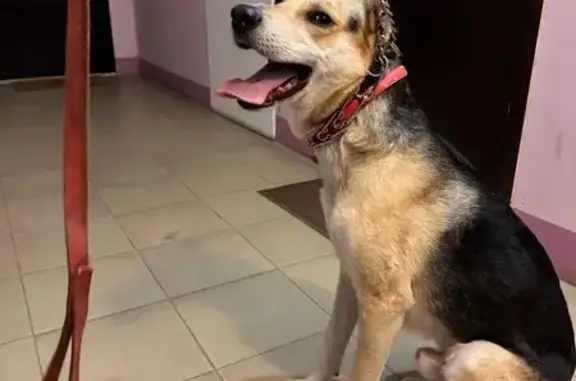 Собака найдена: Пермь, Кавалерийская 3А