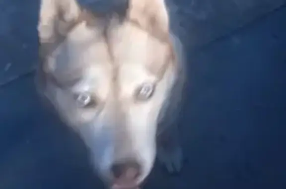 Собака найдена: Приозёрная 23, Краснодар