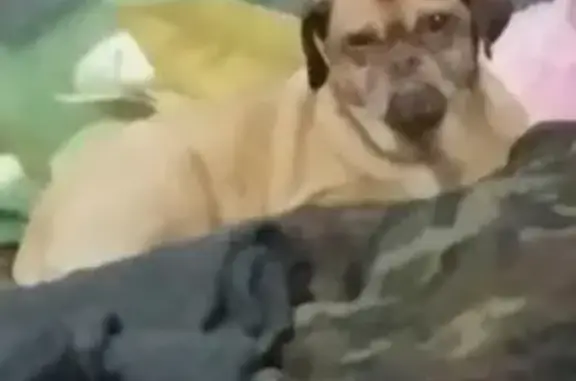 Собаки потеряшки, Нижнекамск, фото: Потеряшка собака, пр. Химиков 46А, Нкск