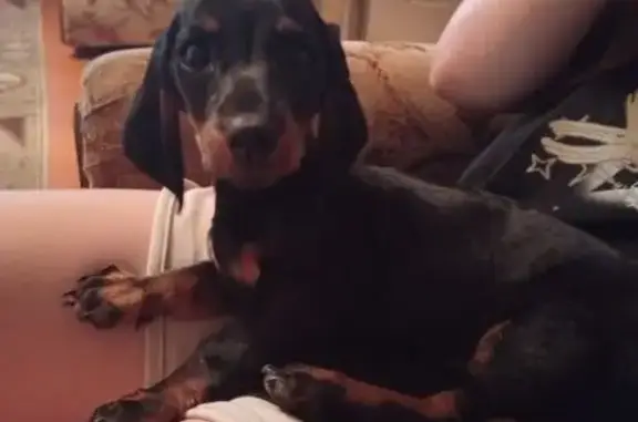 Найдена собака, Навля, фото: Щенок такса найден на ул. Ленина, Навля