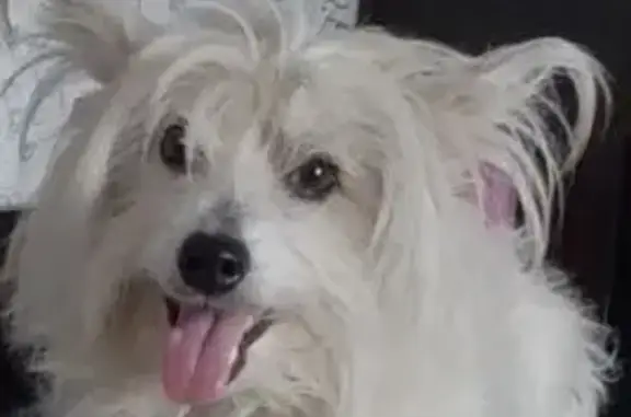 Собаки потеряшки, Няндома, фото: Потеряшка собака на Молодёжной, 31 в Няндоме