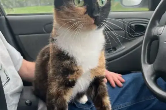 Кошки потеряшки, Владимир, фото: Потеряшка кошка, ул. Лакина 141, Владимир