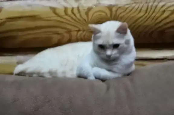 Пропал манчкин, Ново-Южная, Тамбов