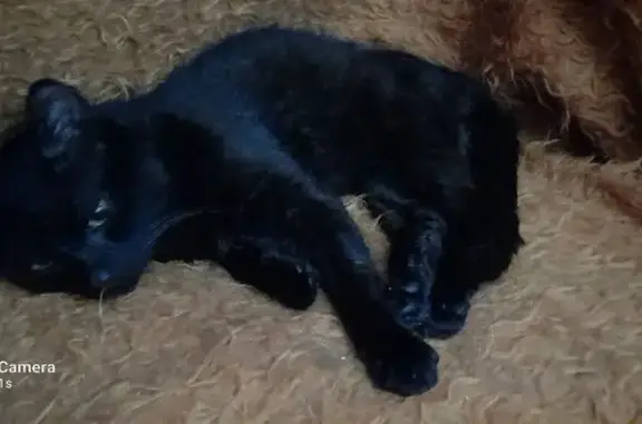 Найдена кошка, Симферополь, фото: Найдена кошка, ул. Коцюбинского, 53