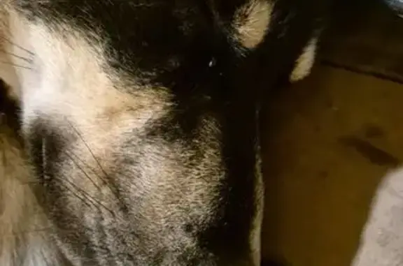 Найдена собака, Мшинское, фото: Собака найдена: Б. Дивенка, 12-я линия