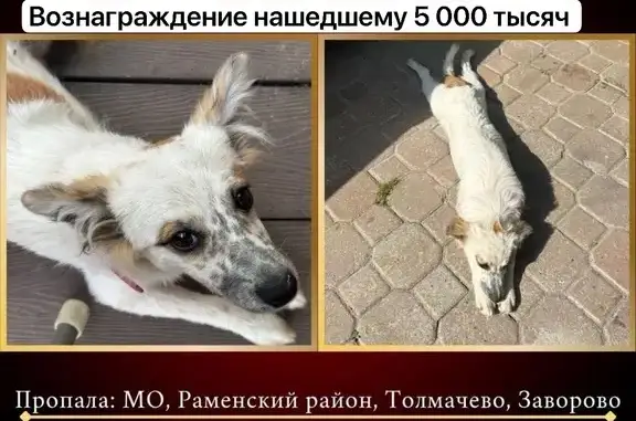Пропала собака, МО, Московская область