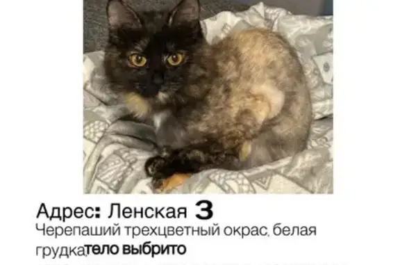 Пропала кошка, Ленская ул. 3, Москва