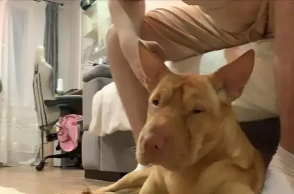 Найдена собака, Саранск, фото: Рыжая собака найдена, Солнечная ул., Саранск