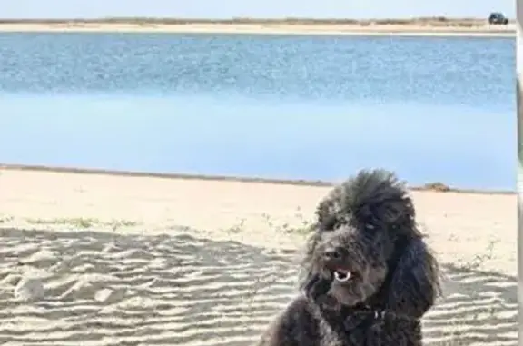 Собаки потеряшки, , фото: Потеряшка собака, М-18, Новенская община