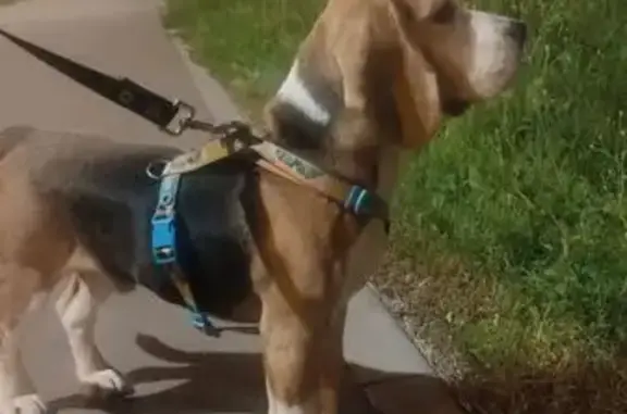 Собака найдена у метро Солнцево, Москва