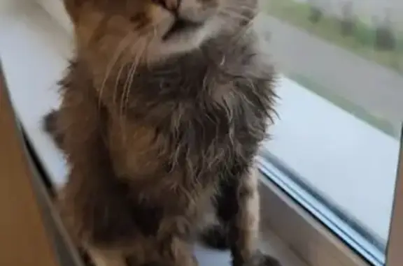 Тигровая кошка найдена на Карбышева, 50