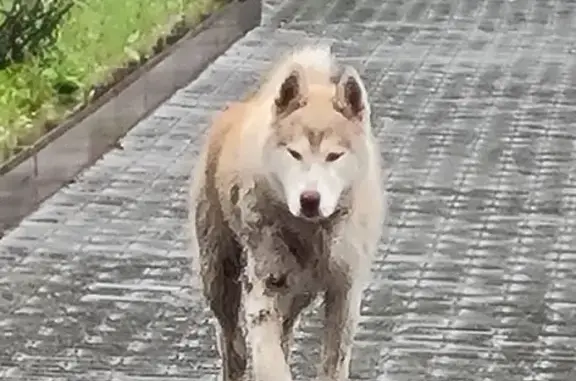 Собака найдена: ул. Красный Путь, Омск