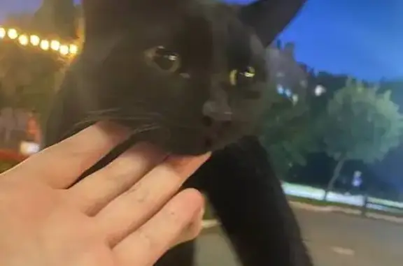 Кошка найдена на бульваре Победы, 12