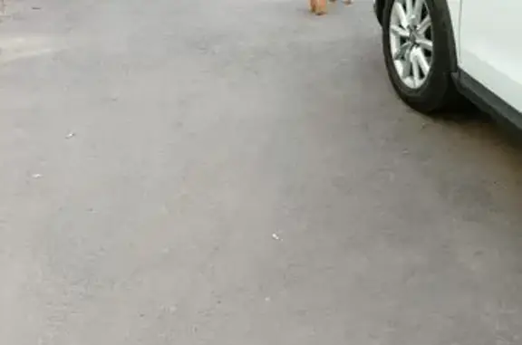 Найдена собака, Челябинск, фото: Собака найдена: ул. Пети Калмыкова 4, Челябинск