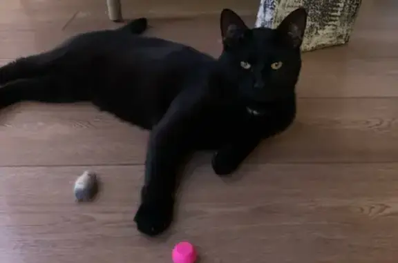 Кошки потеряшки, Таганрог, фото: Потеряшка кошка, Краснознаменский 14, Таганрог