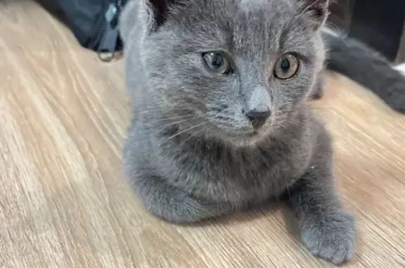 Найдена кошка, Уфа, фото: Кошка найдена, Рабкоров 1А, Уфа
