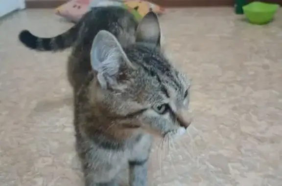 Найдена кошка на ул. Дизайнеров, 3А, Томск