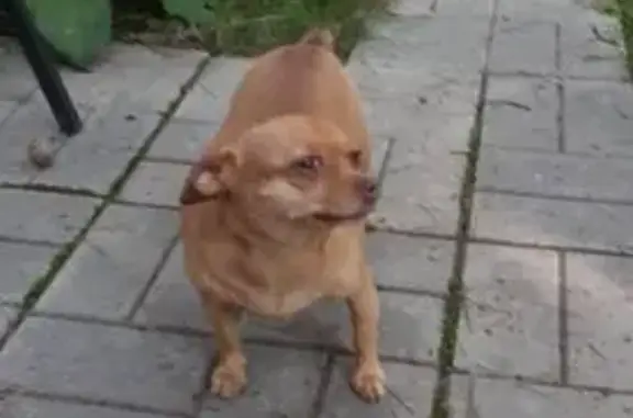 Собаки потеряшки, Набережные Челны, фото: Потеряшка собака на Янтарной, 12, Н. Челны