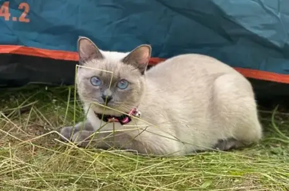 Пропала кошка у озера, Шуя — Ужин