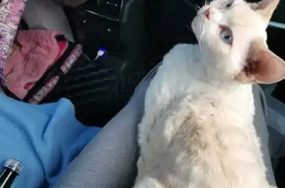 Кошки потеряшки, Московская область, фото: Потеряшка кошка, МО, Белый, рыжий окрас