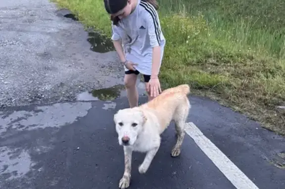 Найдена собака, Калининградская область, фото: Найдена собака, Калининградская обл.