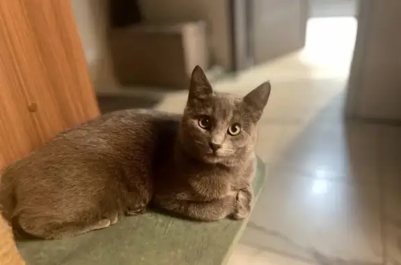 Кошки потеряшки, Одинцово, фото: Потеряшка кошка, Садовая ул. 32, Одинцово
