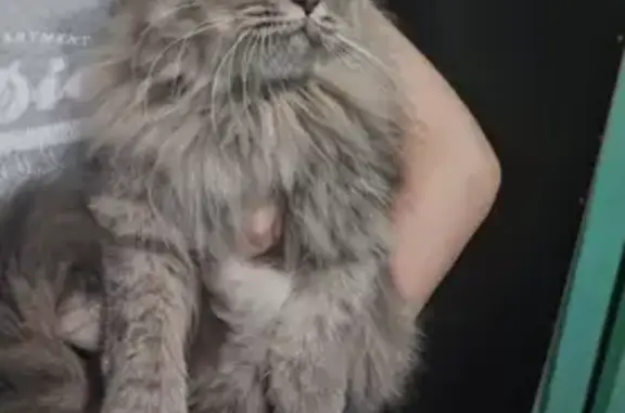 Найдена кошка, Самара, фото: Найдена кошка, ул. Димитрова 95, Самара