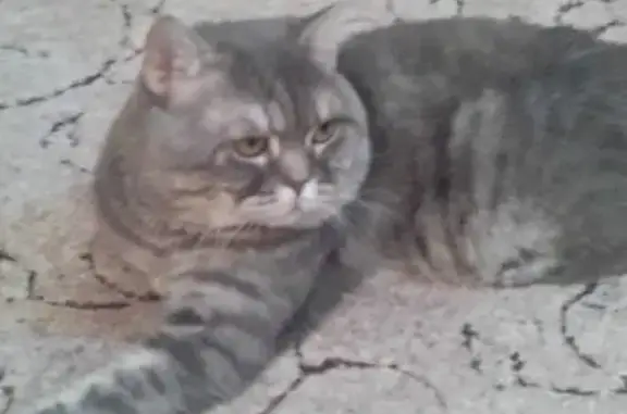 Пропала кошка у ветклиники, Мира 42