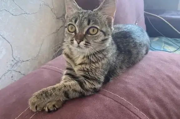 Пропала кошка, пр. Ленина 2, Нерюнгри