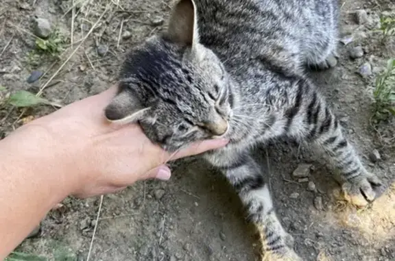 Найдена кошка, Барнаул, фото: Кошка найдена, ул. Аванесова, 30А, Барнаул