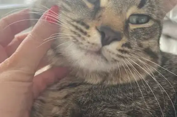 Кошки потеряшки, Сибай, фото: Потеряшка кошка, пр. Горняков, 42, Сибай