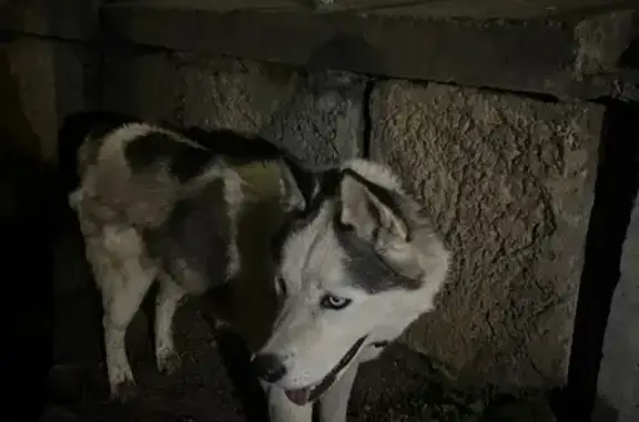 Найдена собака, 37, Чита