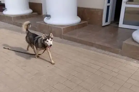 Собака найдена на Щегловской Засеке, 37