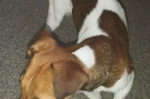 Найдена собака, Волжский, фото: Собака найдена: ул. Химиков, 24, Волжский