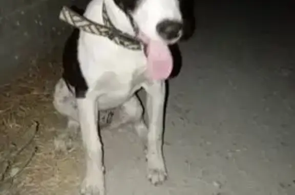 Найдена собака, Штурмовой тупик, Сев.