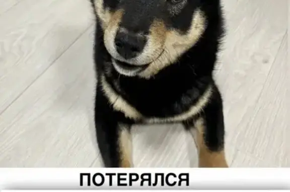Пропала собака, Чкалова 18, Екатеринбург